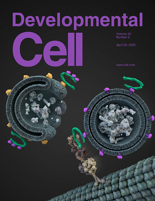 Developmental Cell Volume 53 Issue 2